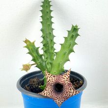 Foto de un cactus que se está identificando actualmente