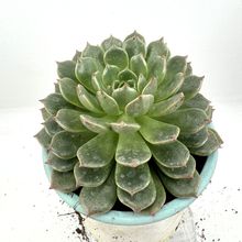 Foto de un cactus que se está identificando actualmente