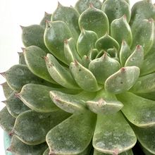 Foto de un cactus que se está identificando actualmente