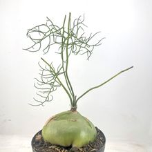 Una foto de Bowiea volubilis