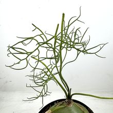 Una foto de Bowiea volubilis