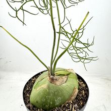 Una foto de Bowiea volubilis