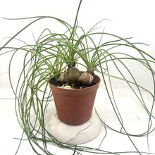Una foto de Albuca humilis  