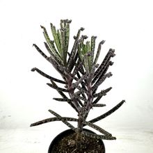 Una foto de Bryophyllum delagoense