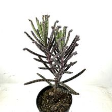 Una foto de Bryophyllum delagoense