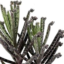 Una foto de Bryophyllum delagoense