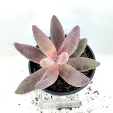Una foto de Pachysedum x Ganzhou (HIBRIDO)