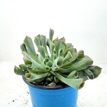 Una foto de Echeveria Pink Trumpet (HIBRIDO)