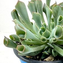 Foto de un cactus que se está identificando actualmente