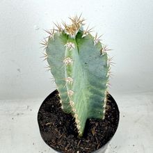 Foto de un cactus que se está identificando actualmente