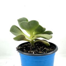 Foto de un cactus que se está identificando actualmente