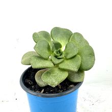 Foto de un cactus que se está identificando actualmente