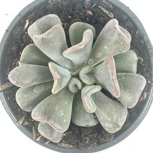 Foto de un cactus que se está identificando actualmente