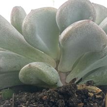 Foto de un cactus que se está identificando actualmente