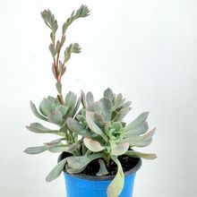 Foto de un cactus que se está identificando actualmente