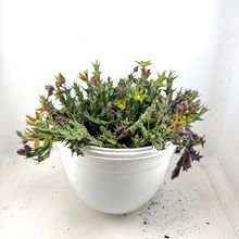 Orbea dummeri