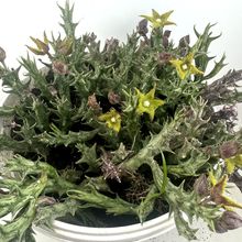 Foto de un cactus que se está identificando actualmente
