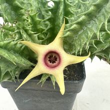 Foto de un cactus que se está identificando actualmente