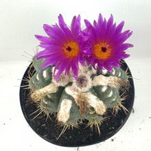 Foto de un cactus que se está identificando actualmente