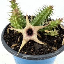 Foto de un cactus que se está identificando actualmente