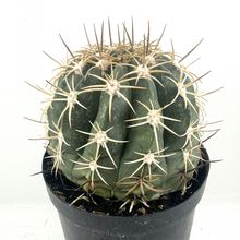 Foto de un cactus que se está identificando actualmente