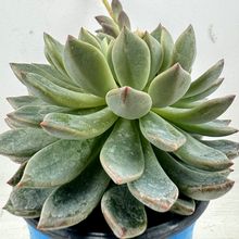 Photo of a cactus currently being identified