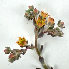 Photo of a cactus currently being identified