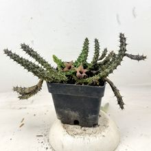 Una foto de Stapelianthus decaryi