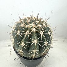 Foto de un cactus que se está identificando actualmente
