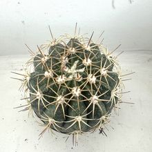 Foto de un cactus que se está identificando actualmente