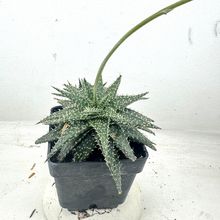 Una foto de Aloe Pepe (Aloe Discoingsii x Aloe Haworthioides)