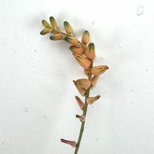 Una foto de Aloe Pepe (Aloe Discoingsii x Aloe Haworthioides)