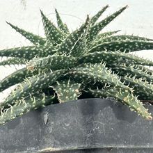 Una foto de Aloe Pepe (Aloe Discoingsii x Aloe Haworthioides)