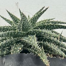 Una foto de Aloe Pepe (Aloe Discoingsii x Aloe Haworthioides)