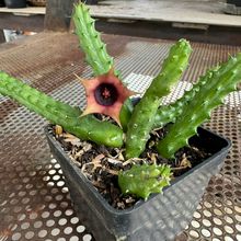 Una foto de Huernia schneideriana