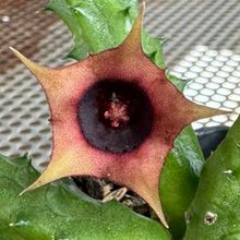 Una foto de Huernia schneideriana