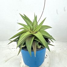 Una foto de Haworthia limifolia var. ubomboensis