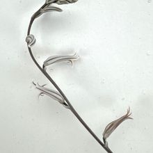 Una foto de Haworthia limifolia var. ubomboensis