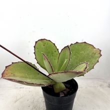 Foto de un cactus que se está identificando actualmente