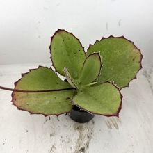 Una foto de Kalanchoe synsepala  