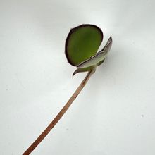 Una foto de Kalanchoe synsepala  