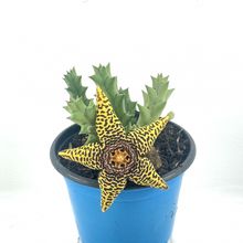 Foto de un cactus que se está identificando actualmente