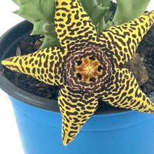 Foto de un cactus que se está identificando actualmente