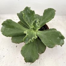 Foto de un cactus que se está identificando actualmente