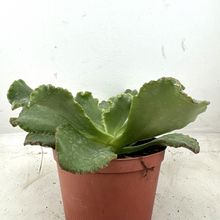 Foto de un cactus que se está identificando actualmente