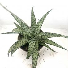 Foto de un cactus que se está identificando actualmente