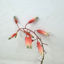 Foto de un cactus que se está identificando actualmente