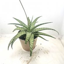 Foto de un cactus que se está identificando actualmente