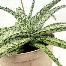 Foto de un cactus que se está identificando actualmente