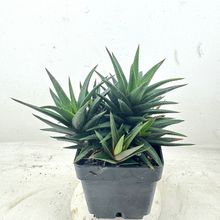 Foto de un cactus que se está identificando actualmente